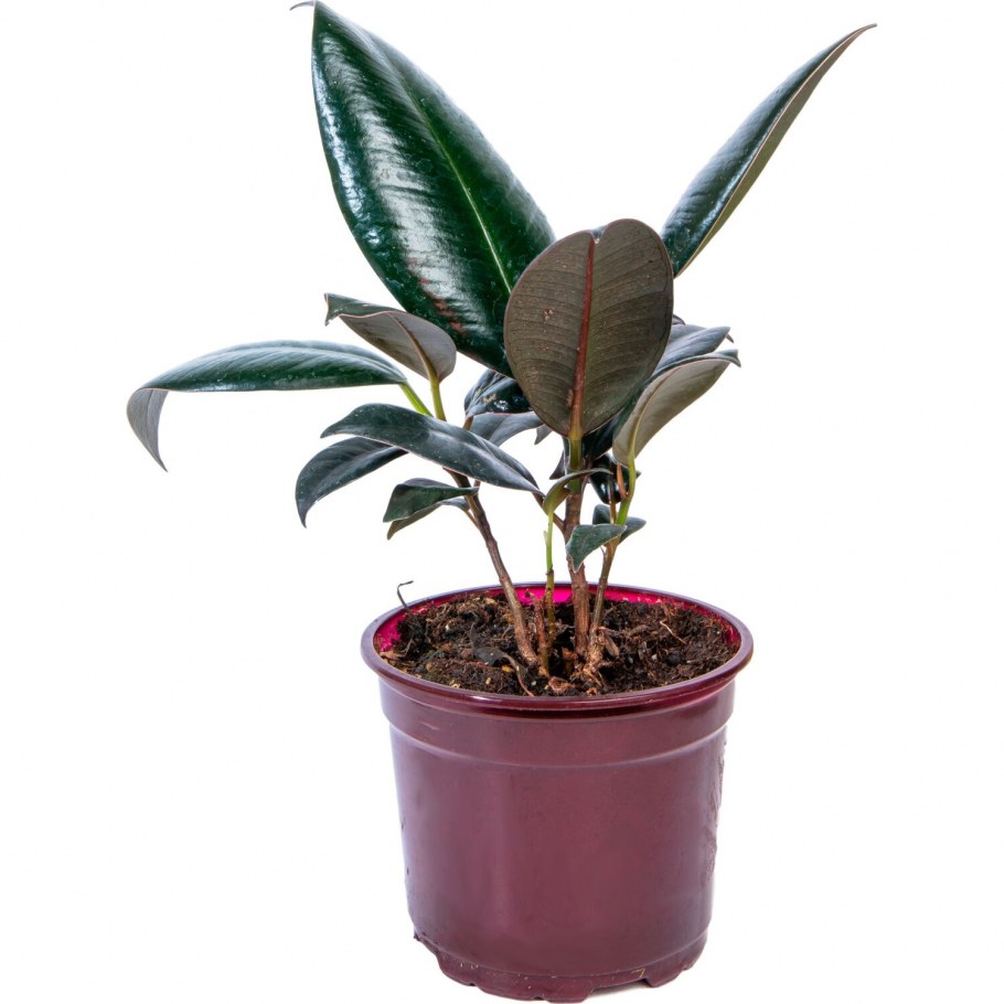 Фикус эластика дерево