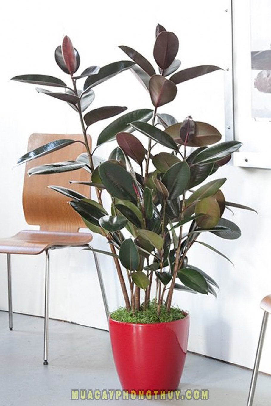 Фикус каучуконосный домашний