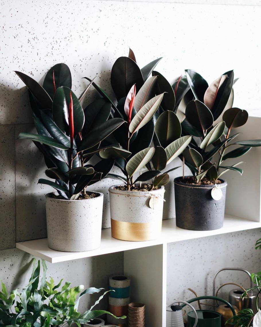 Фикус эластика Робуста d14 h40