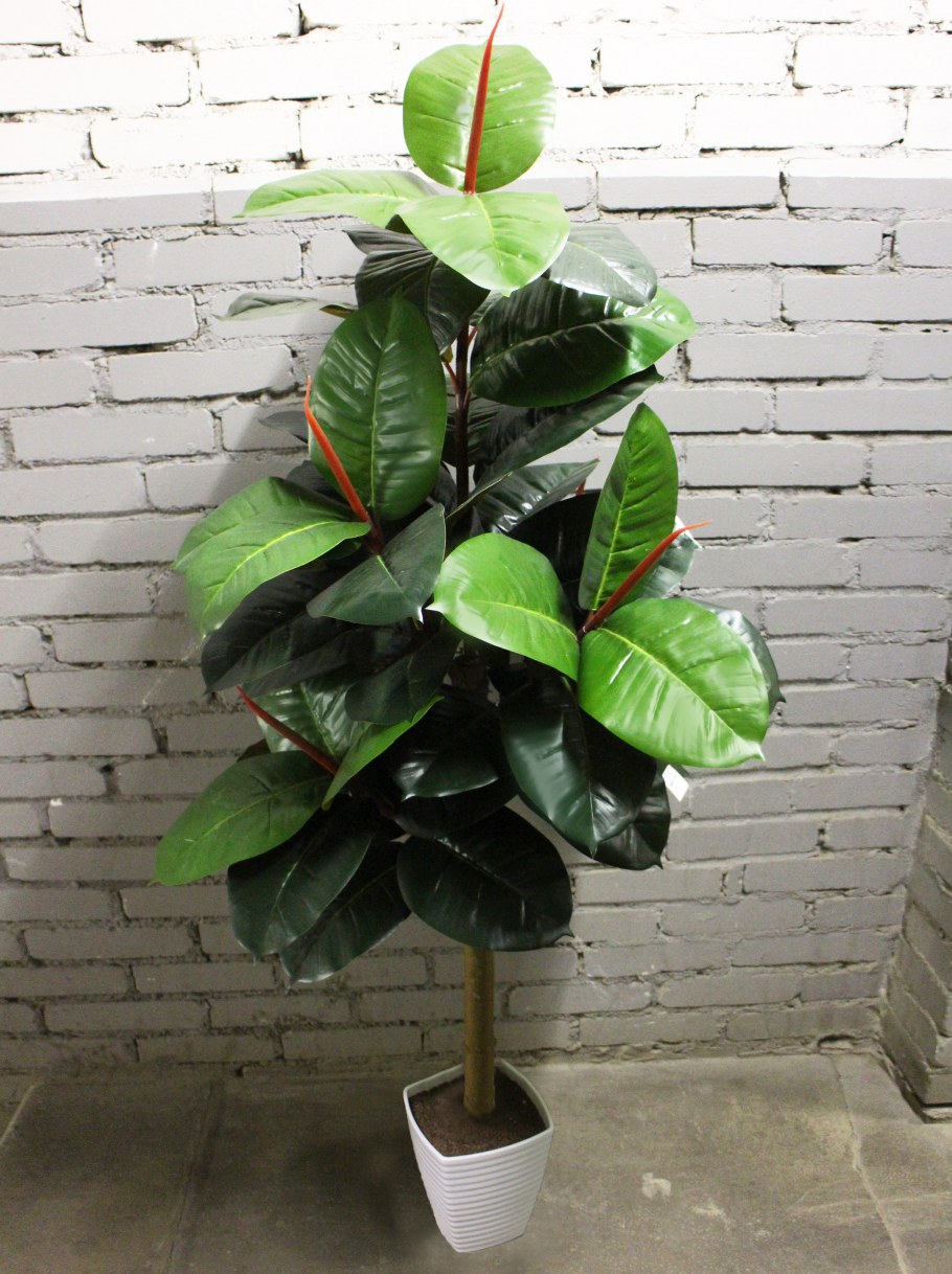 Фикус лировидный каучуконосный