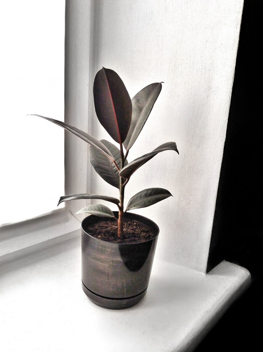 Фикус elastica robusta