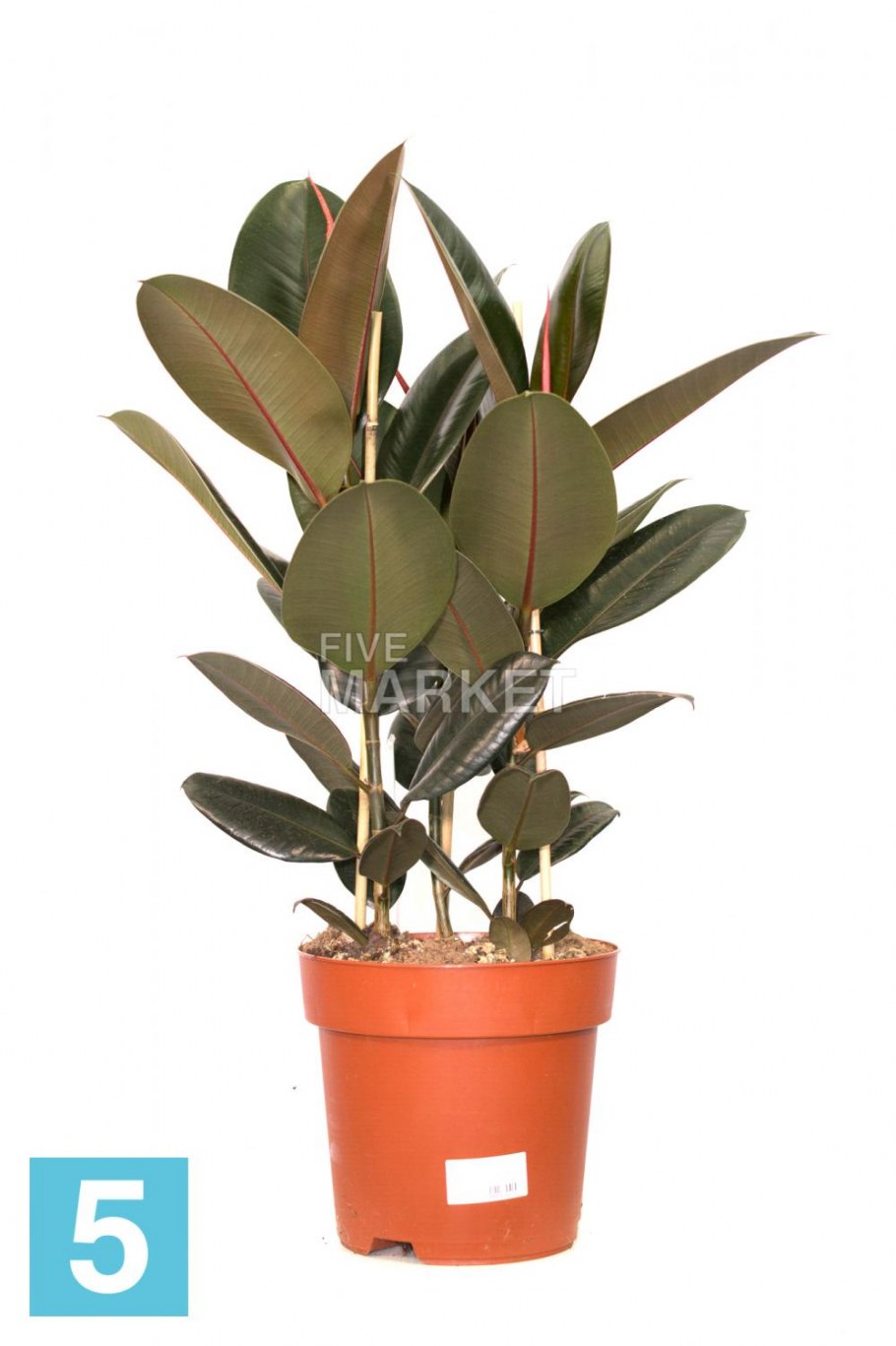 Горшок для фикуса каучуконосного