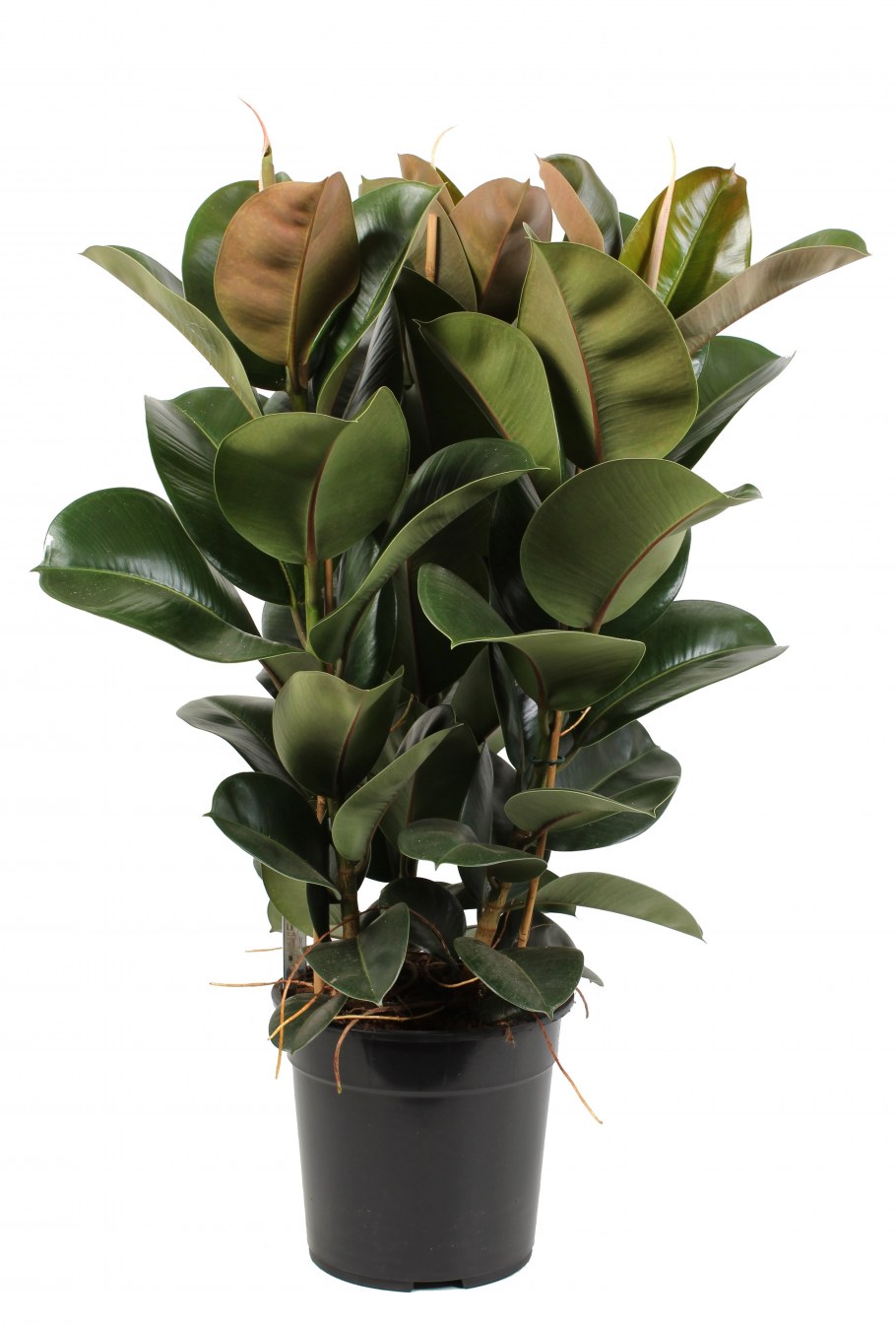 Фикус эластика Тинеке (80см)