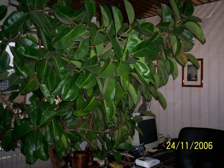 Фикус эластика Хлоя