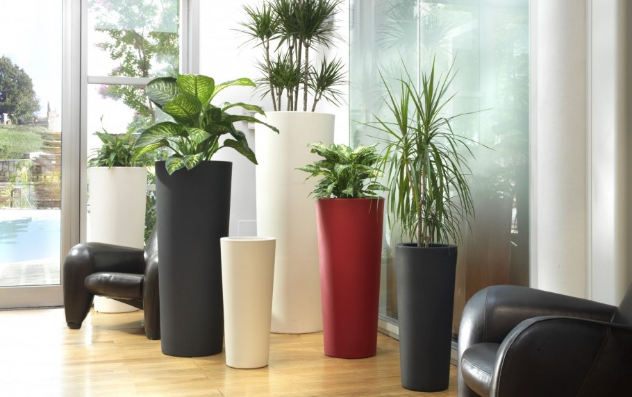 Фикус в горшке