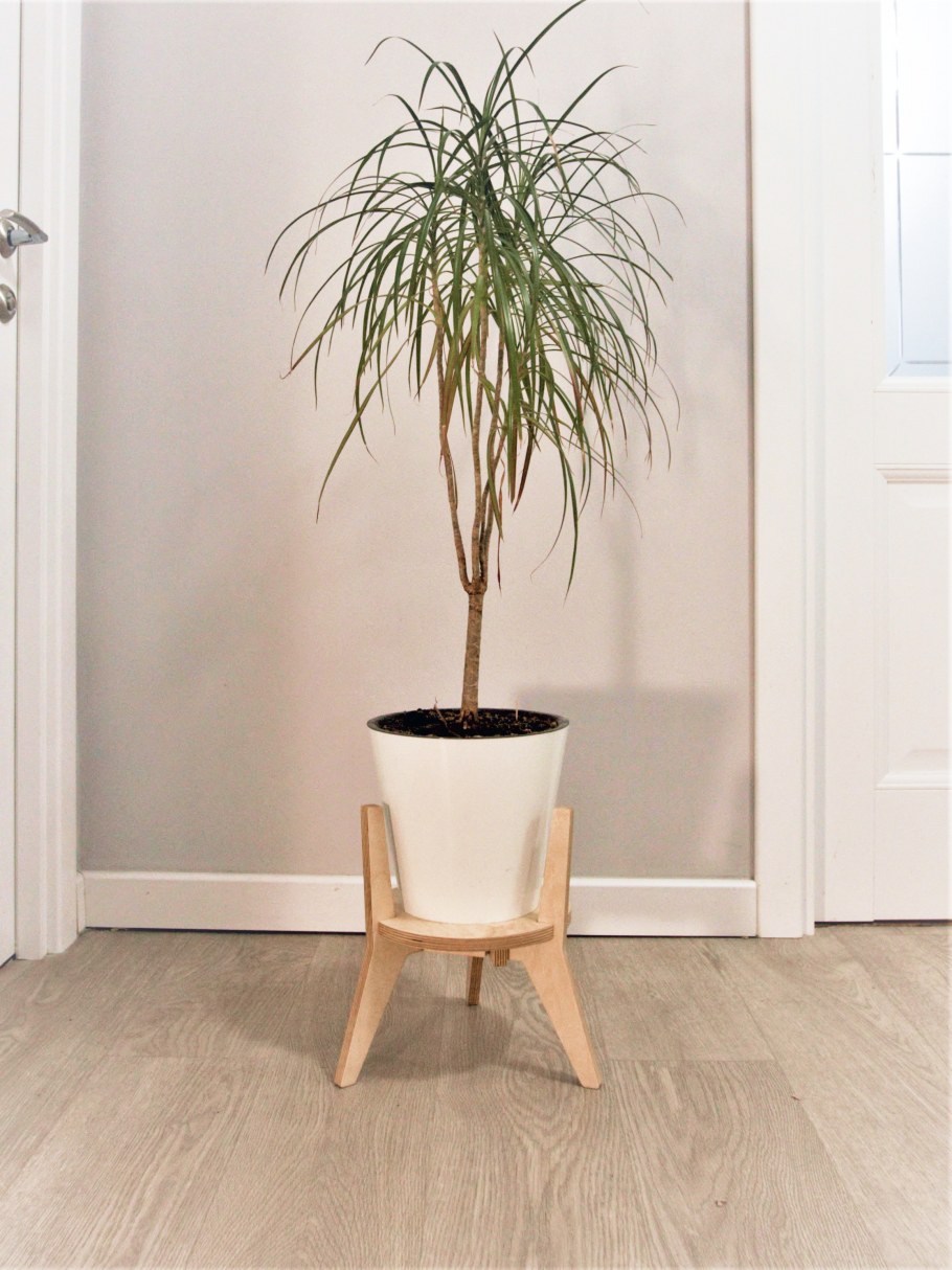 Пальма Арека икеа
