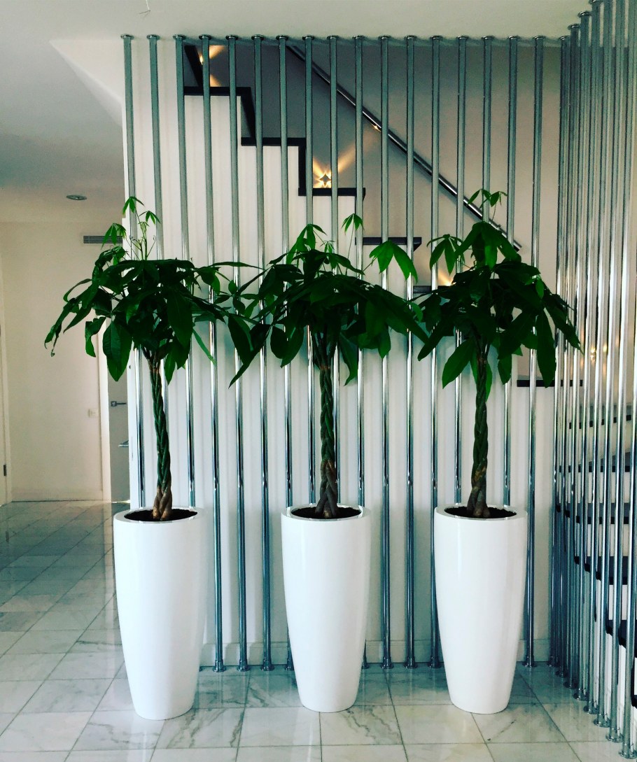 Фикус Амстел Кинг в высоком кашпо