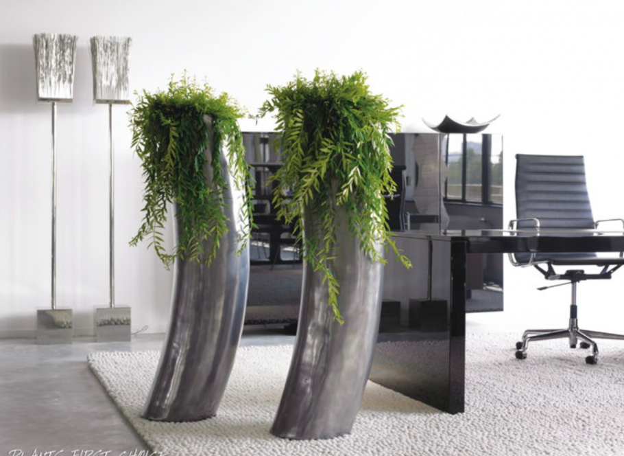 Фикус Бенджамина d17