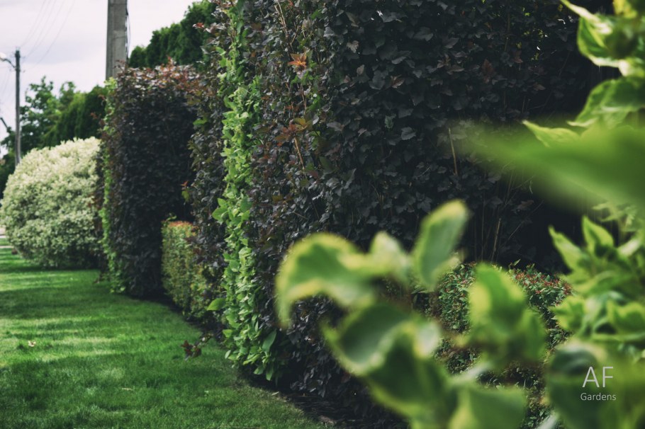 Девичий виноград фитостена