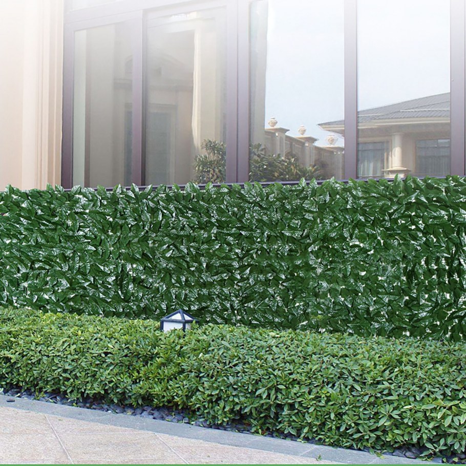 Сияние Живая изгородь