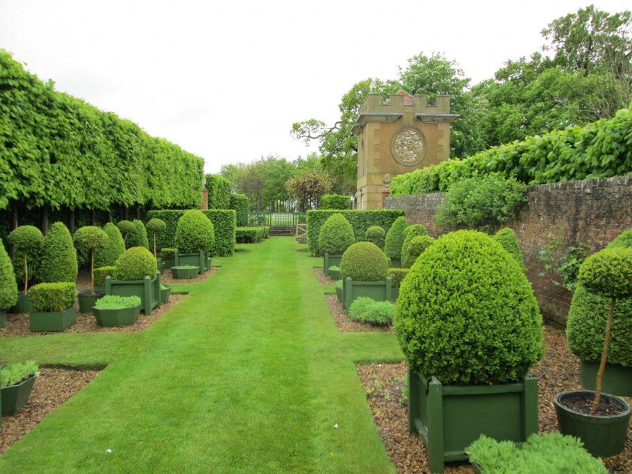 Клён Глобозум в живой изгороди