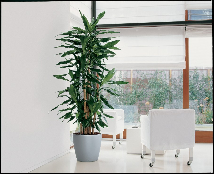 Ховея Форстера