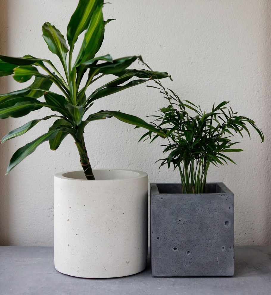 Растение в бетонном кашпо