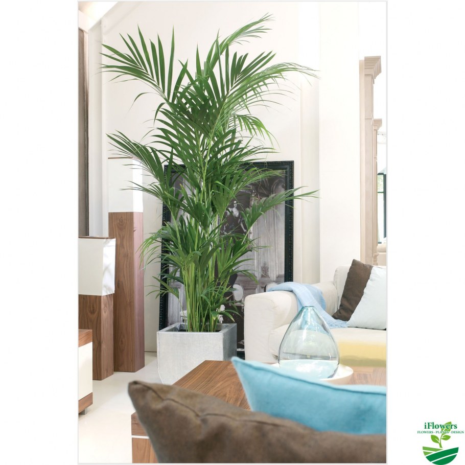 Монстера Делициоза (Monstera deliciosa)