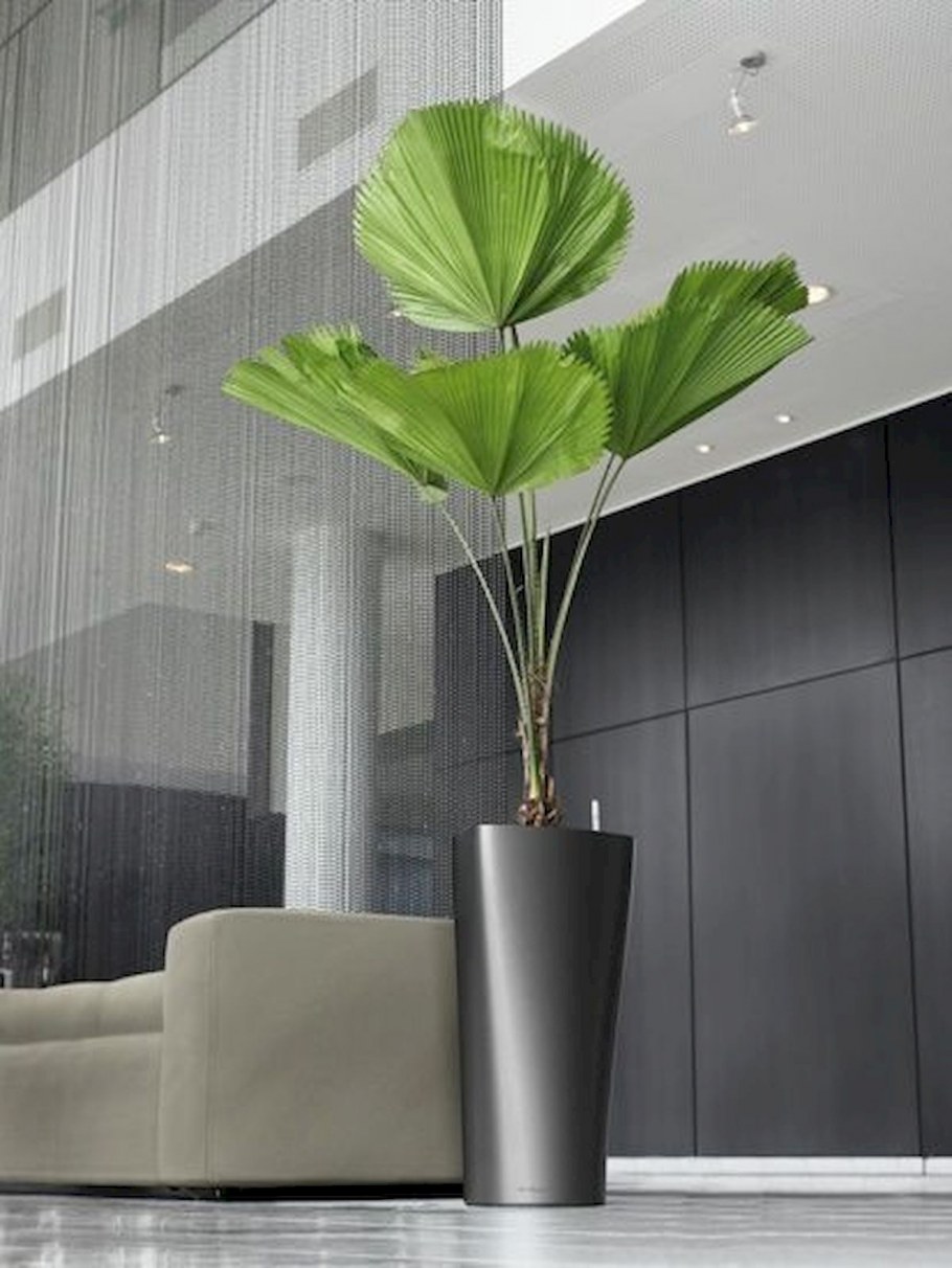 Фикус Бенджамина каучуконосный