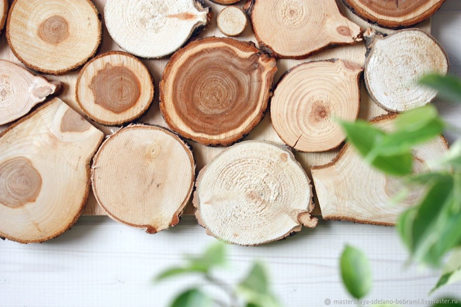 Спил дерева