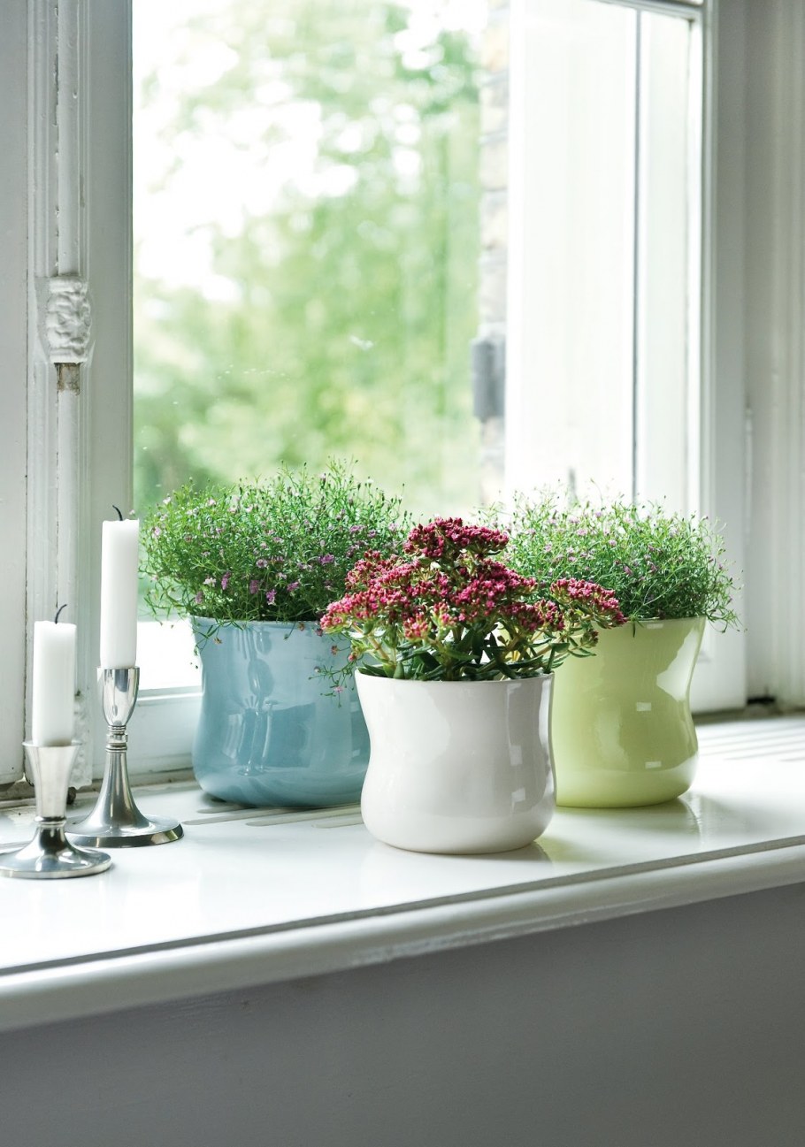 Растения на подоконнике