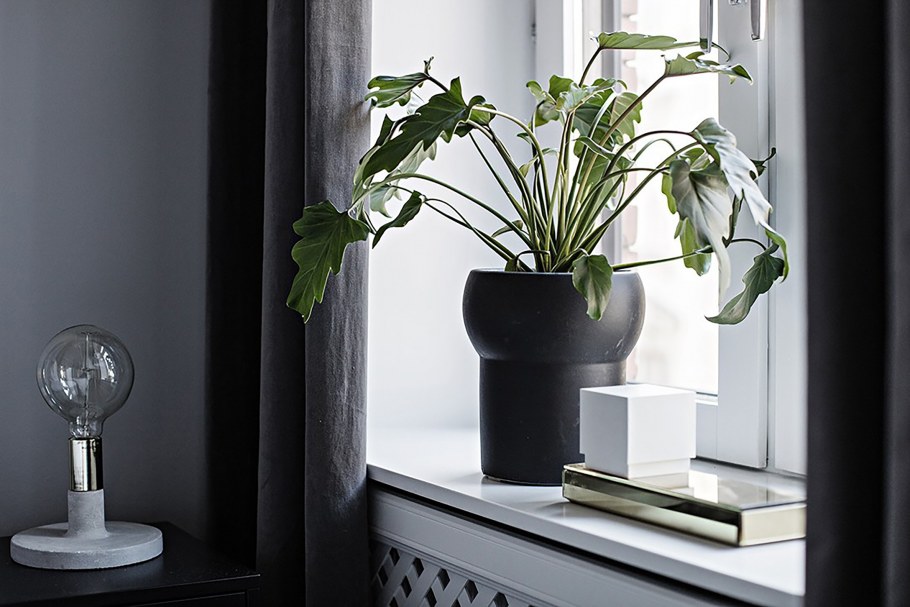 Цветы в школе на подоконнике