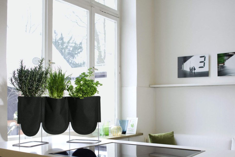 Комнатные растения на окне