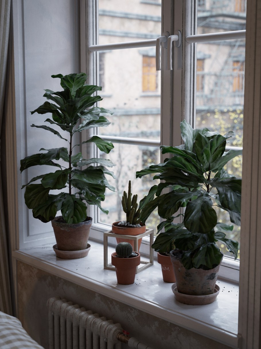 Растение на белом подоконнике
