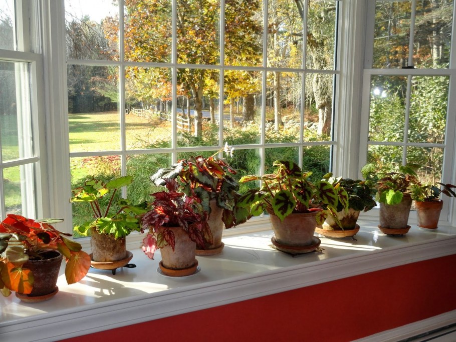 Бюро фитодизайн "фикус