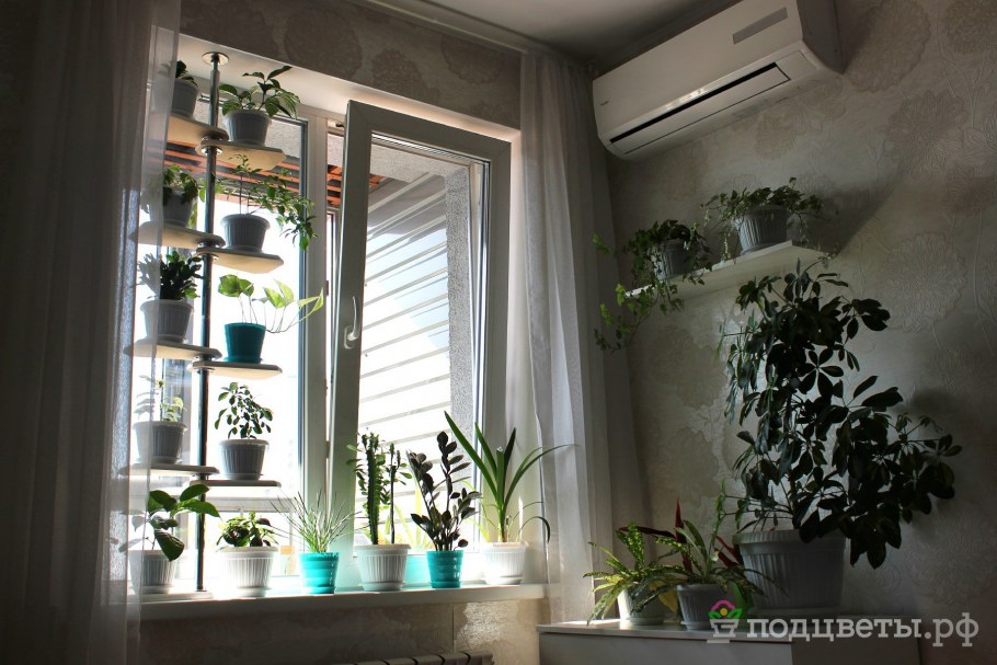 Размещение растений на подоконнике