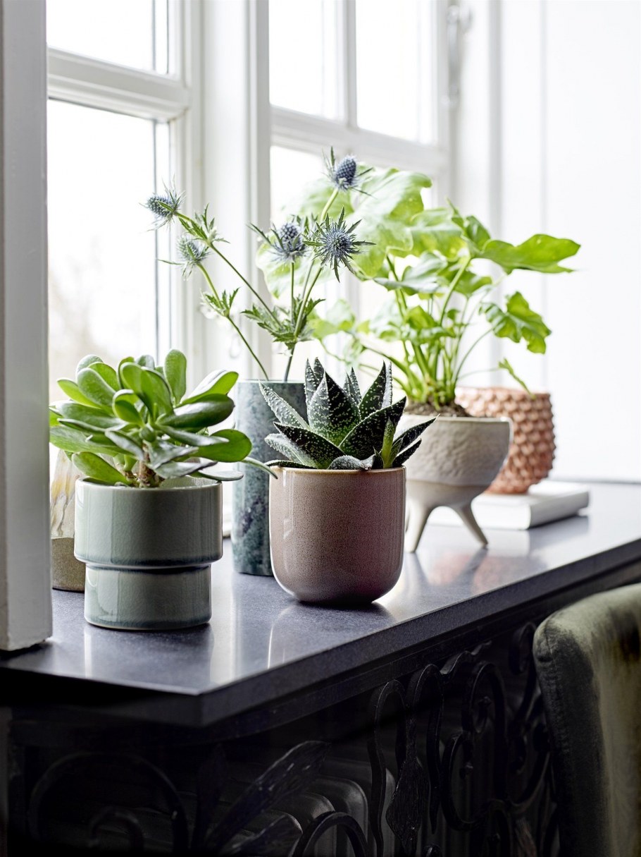 Домашние растения в интерьере