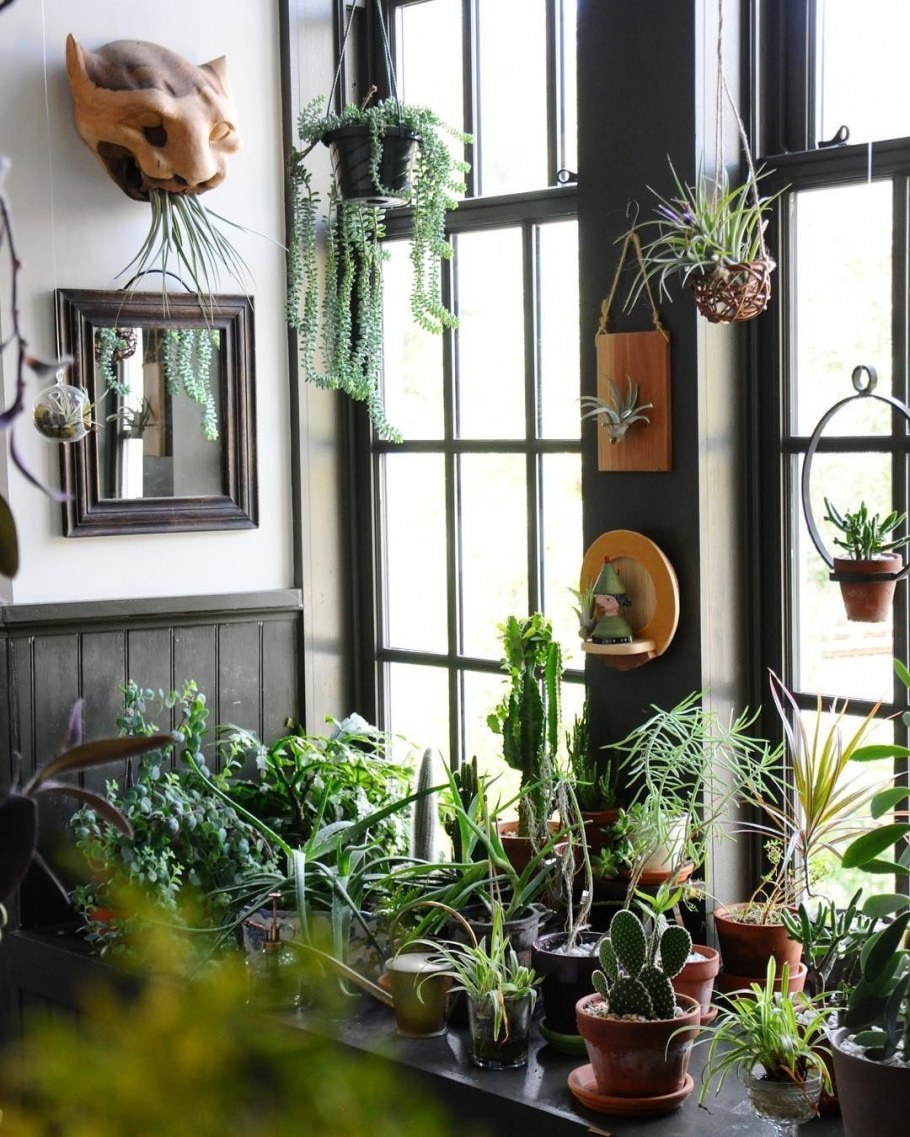 Спатифиллум бонсай