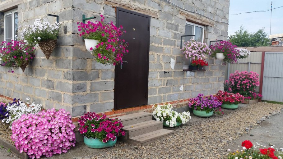 Рабатка Тунберга