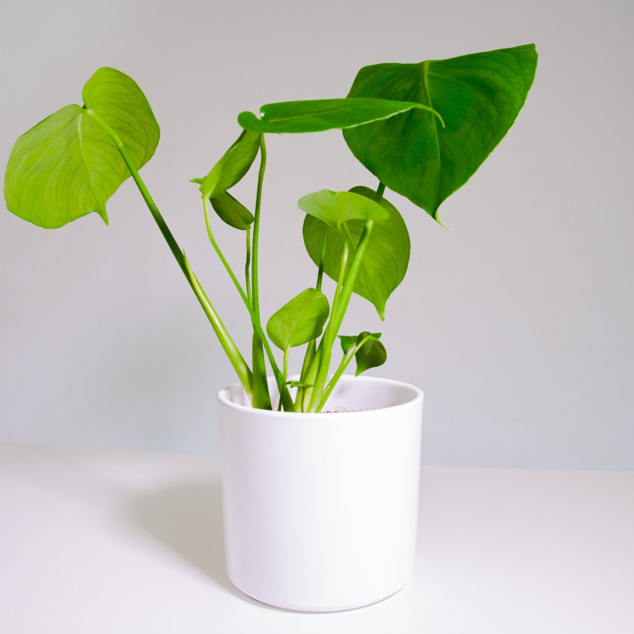 Аглаонема Плант