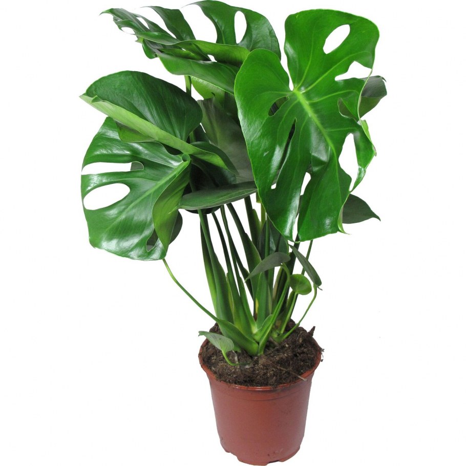 Драцена Фраграс лопало