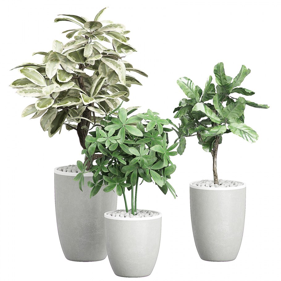 Растение замиокулькас