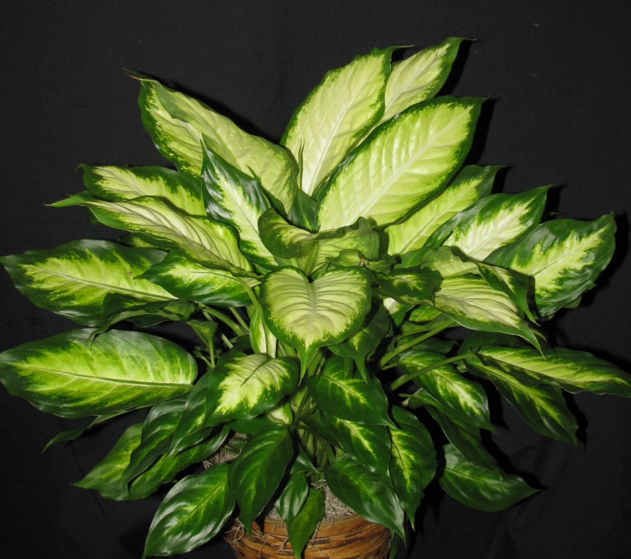 Комнатное растение Антуриум