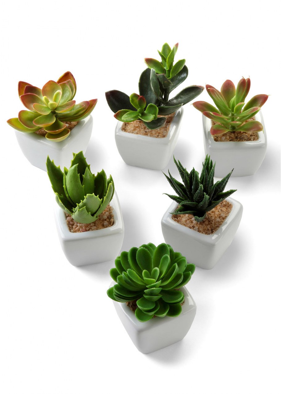 Фикус эластика Тинеке