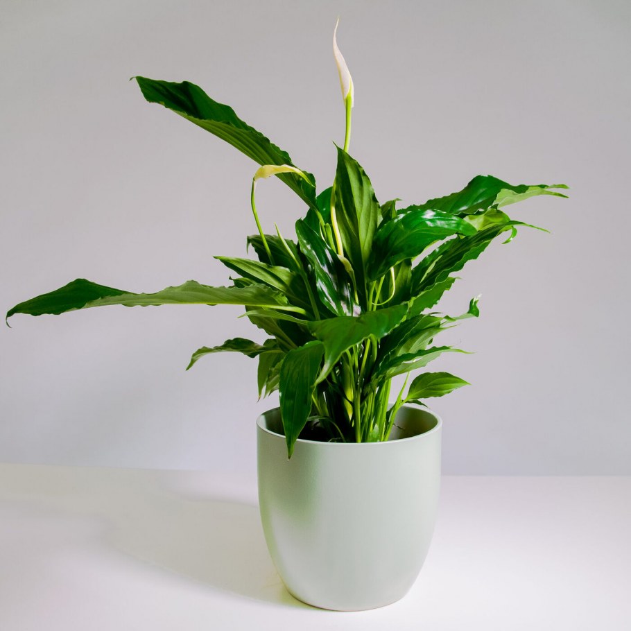 Спатифиллум Свит Чико