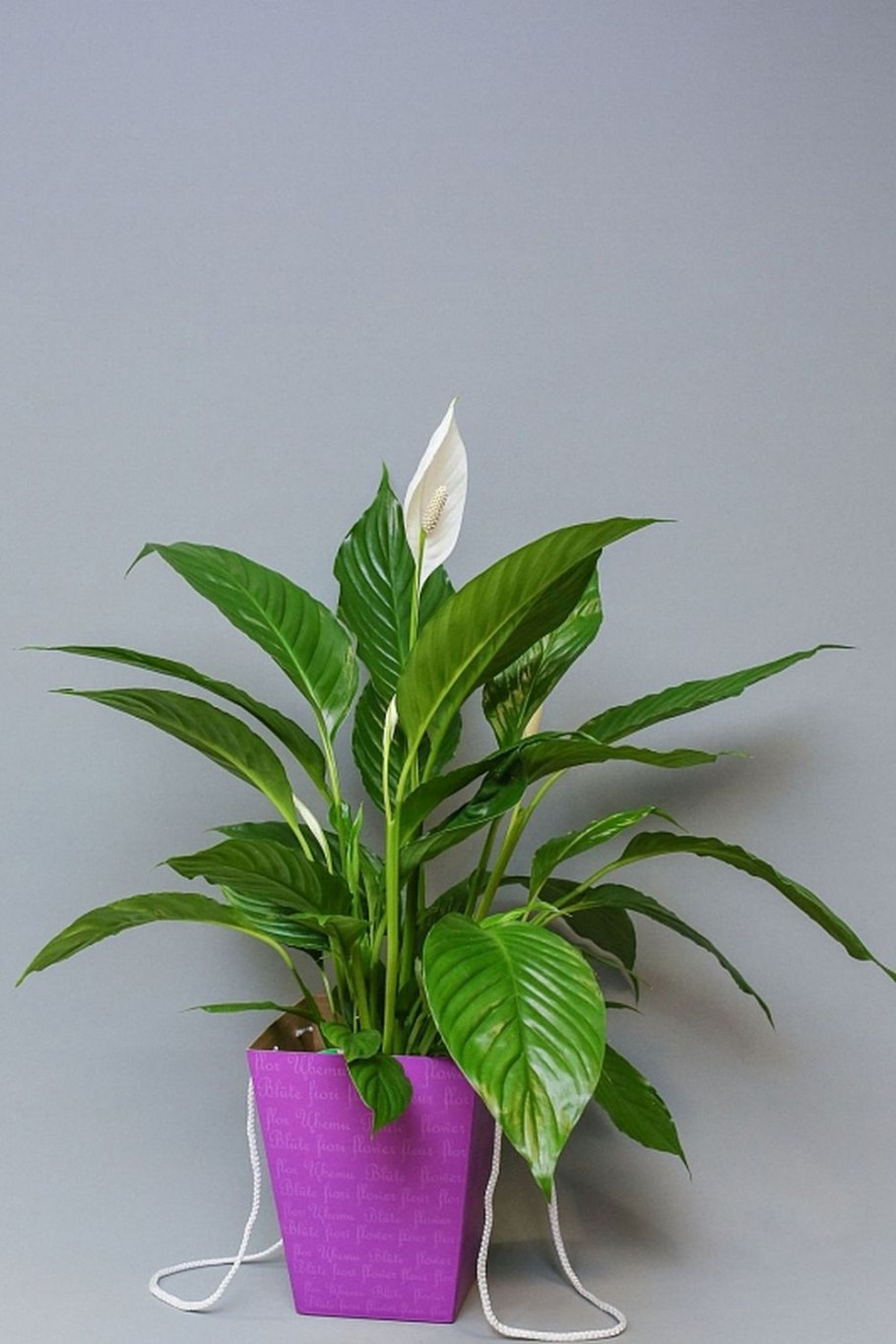 Вриезия спленриет