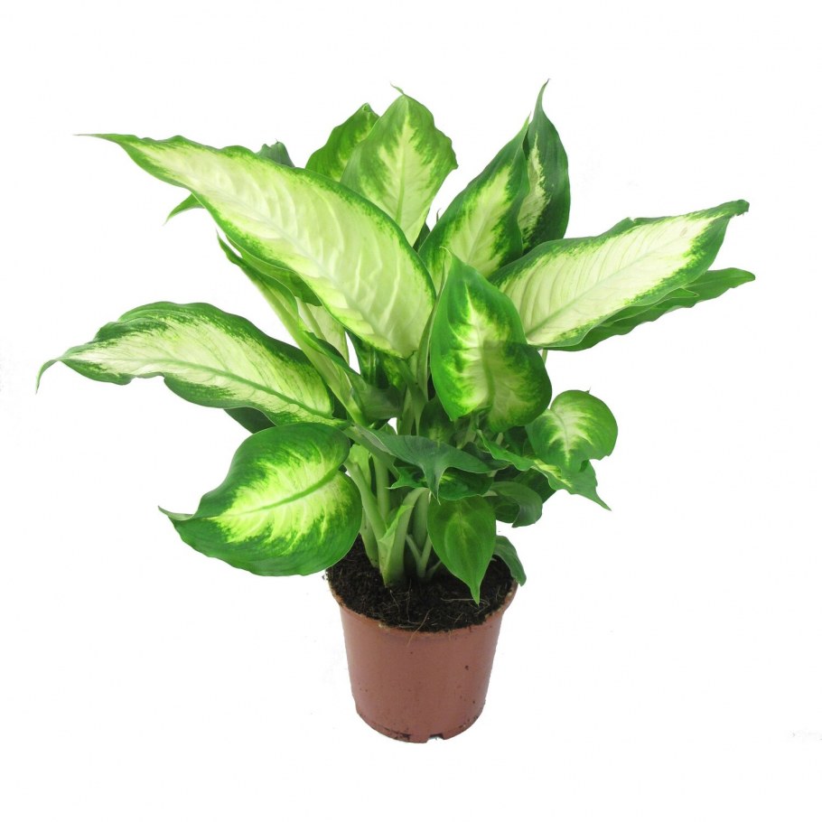 Растение Диффенбахия Камилла