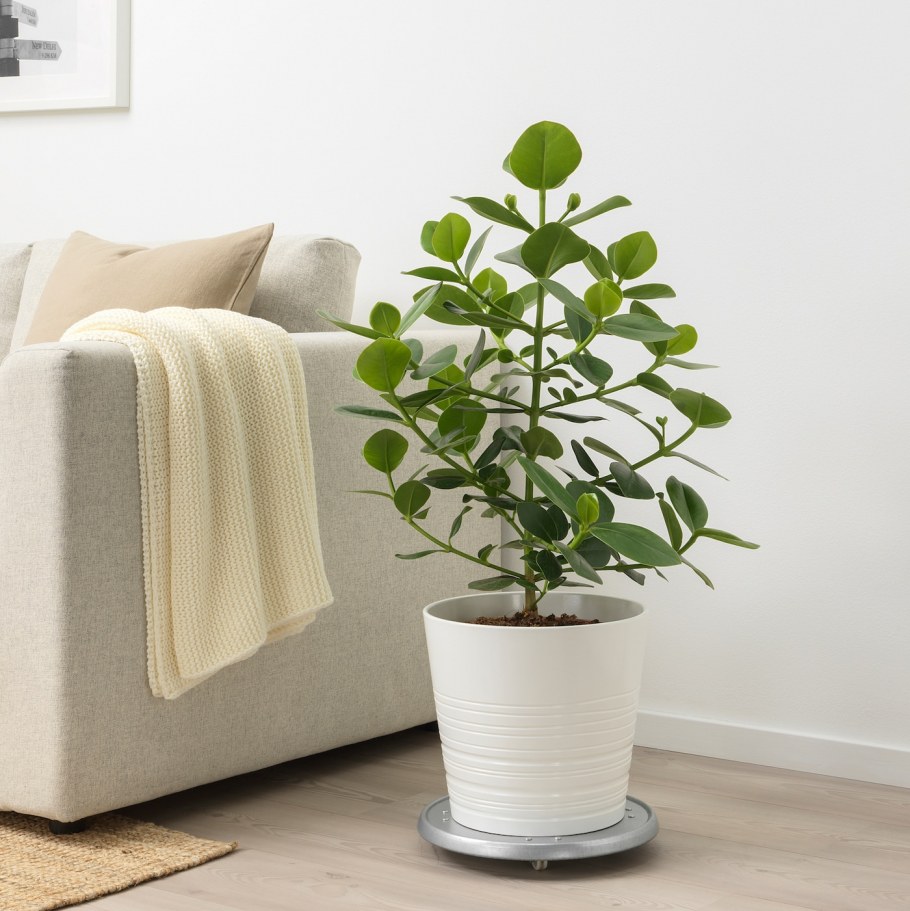 Фикус Клузия