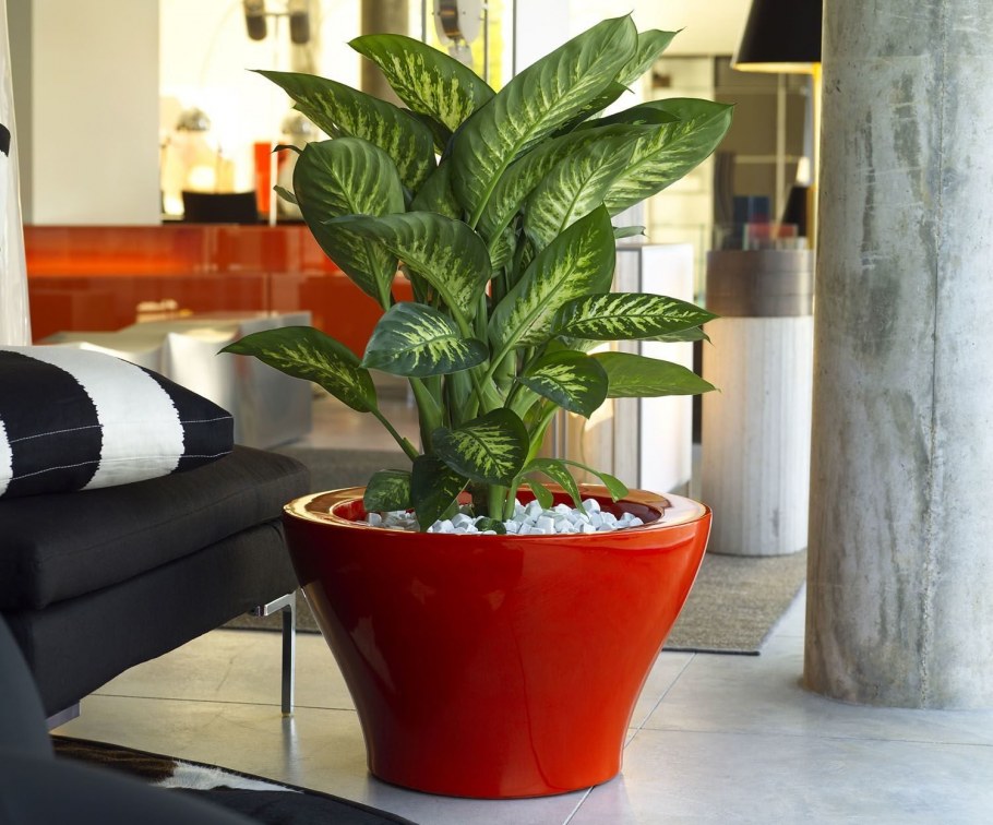 Диффенбахия Диффенбахия цветок