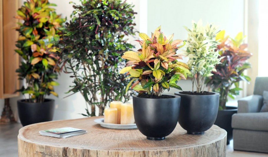 Кротон (Кодиеум) в интерьере