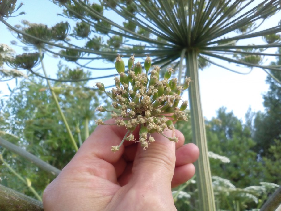 Борщевик сухоцвет