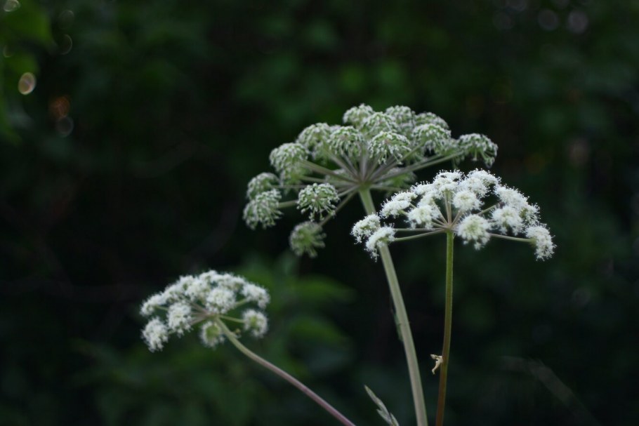 Борщевик сухостой