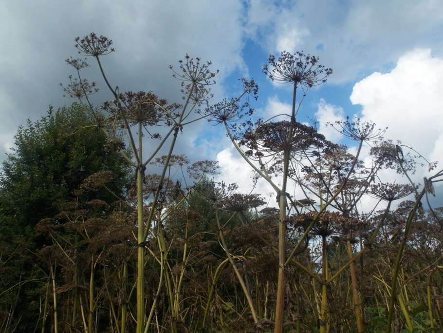 Борщевик Сибирский полевой Красноярский