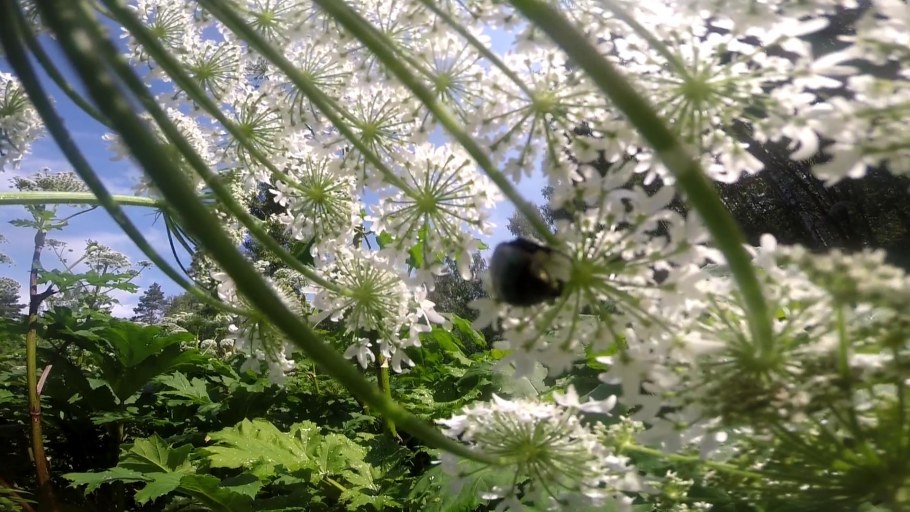 Борщевиковый мед