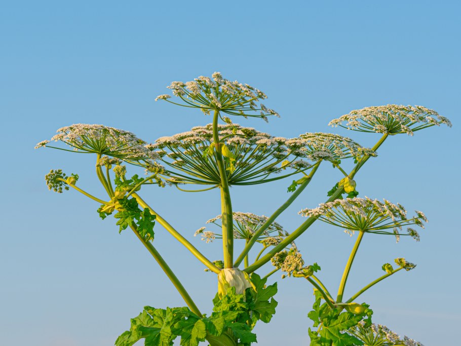 Борщевик в декоре