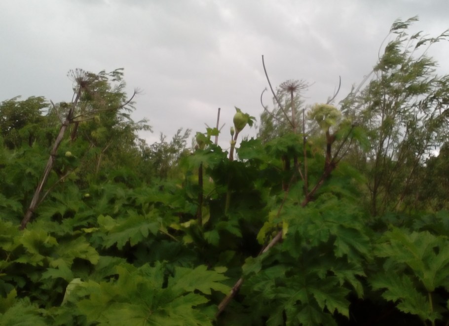 Борщевик сухой