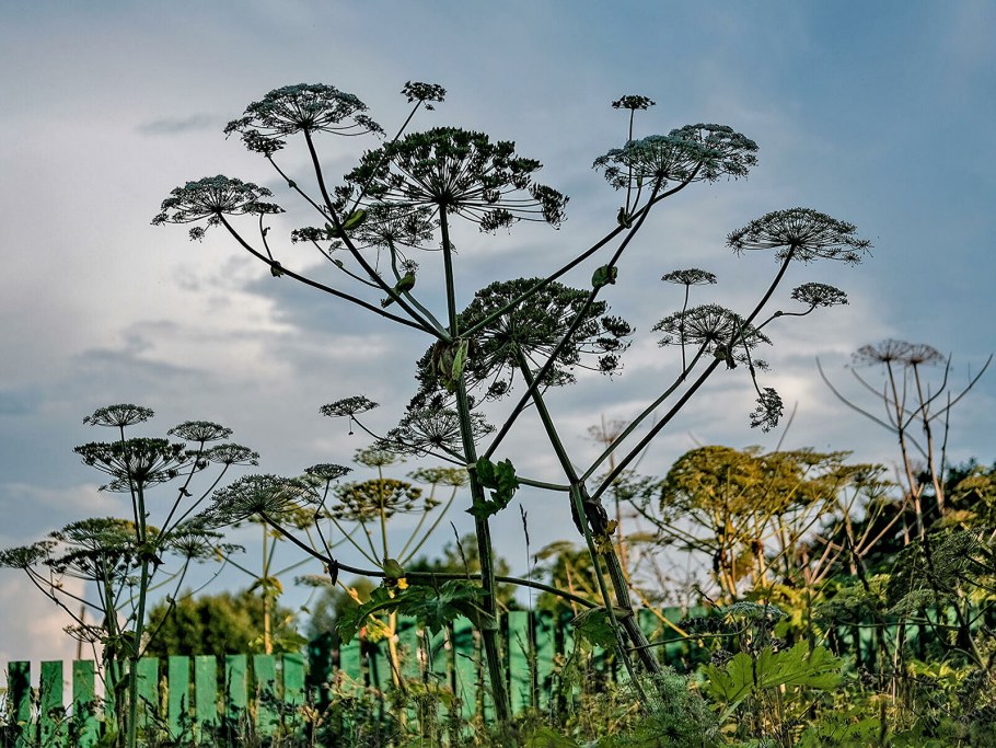 Борщевик дягиль Дудник