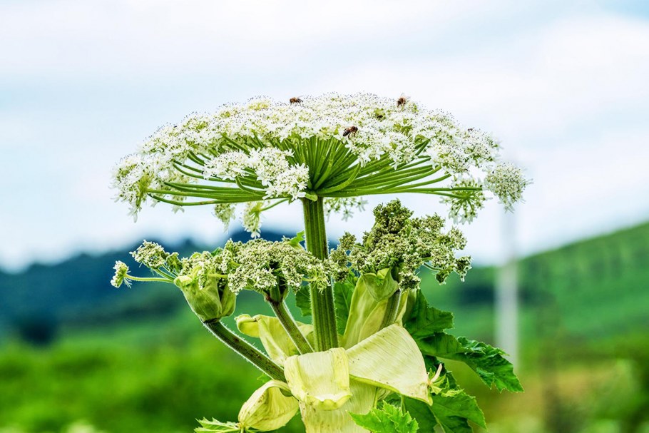 Борщевик в саду