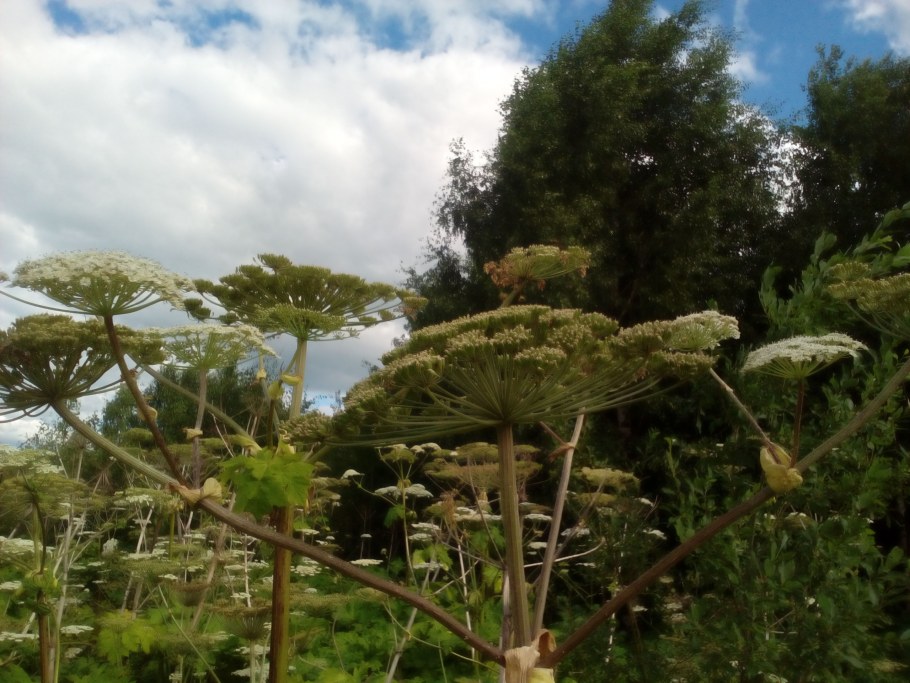 Борщевик на белом фоне