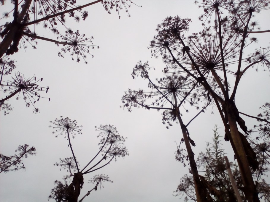 Поле борщевика